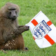 Illustration for article titled England Gets An Opposable Thumbs Up